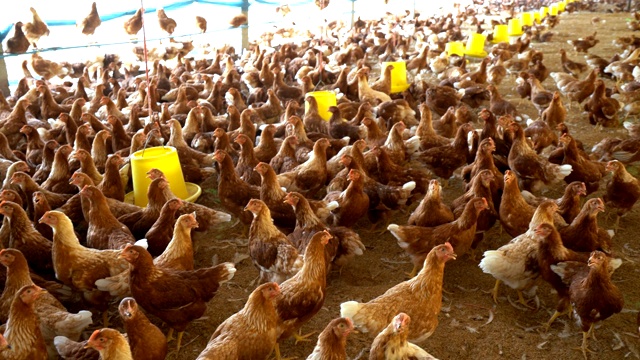 宽镜头淘金伊萨棕色母鸡在农场。视频素材