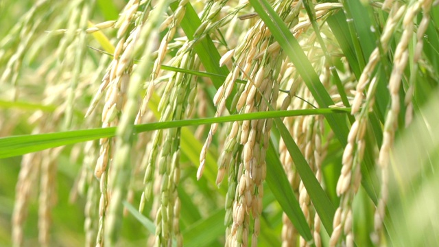水稻上的SLOMO穗。视频下载