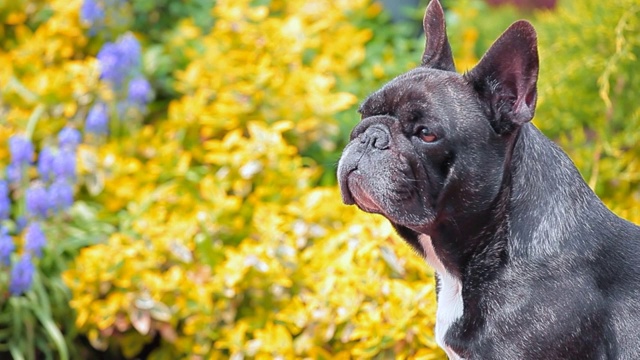 黑色法国斗牛犬肖像花园高清镜头视频素材