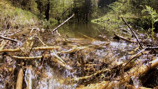 海狸住在森林里的河边视频素材