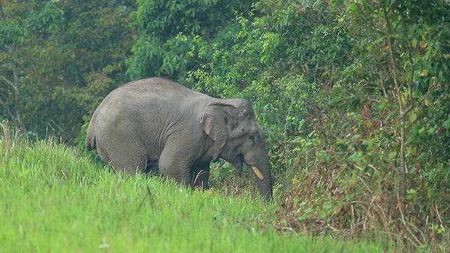 森林里的亚洲象，野外的动物，慢镜头视频素材