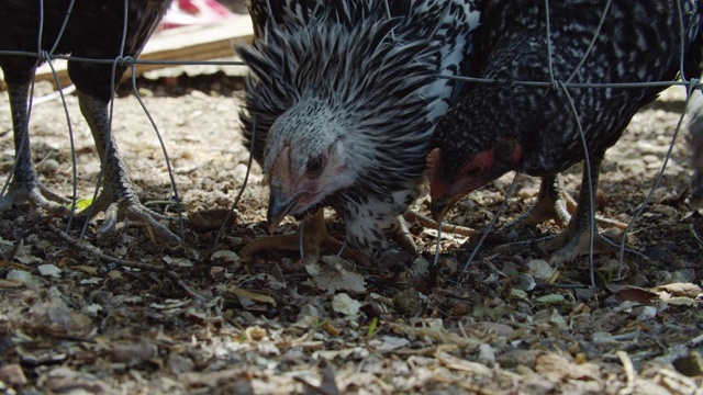 在一个阳光明媚的日子里，小鸡们把头伸进铁丝篱笆，从户外的地上啄食视频下载