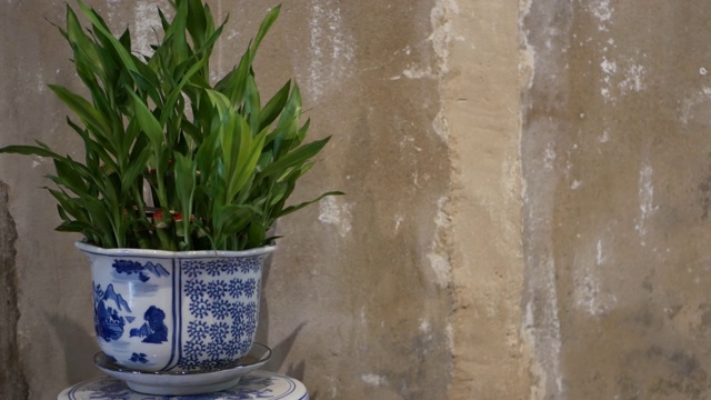 垃圾墙附近的盆栽。在破旧的水泥墙旁摆放着绿色植物的中国装饰性陶瓷花盆。视频下载