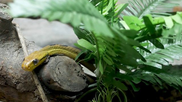 有着深绿色皮肤的威严的毒蛇。美丽的狗齿猫眼蛇与n岩石在terrarium笼间的绿色植物视频素材
