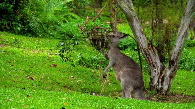 野生动物园里的袋鼠在吃草视频素材