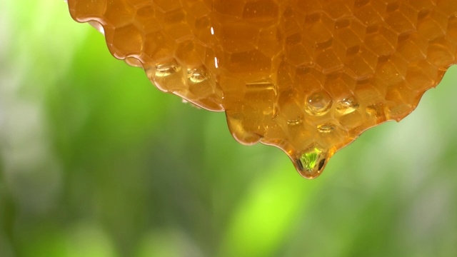 (实时)蜂蜜从蜂巢流动与复制空间视频素材
