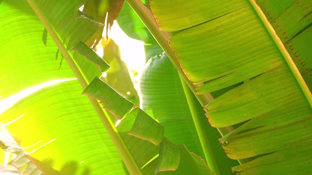 农场里的绿香蕉叶子和阳光视频素材