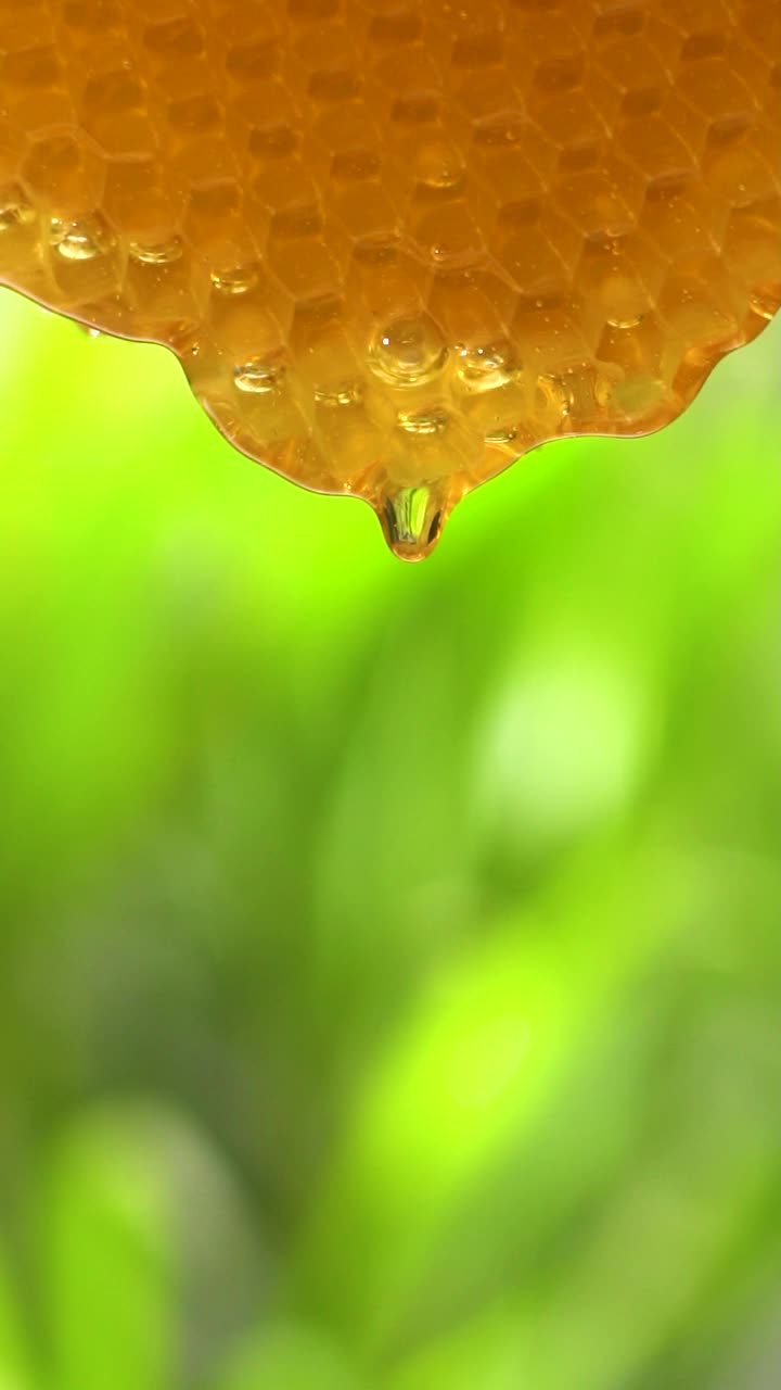 (慢动作和垂直)蜂蜜从蜂巢流出视频素材