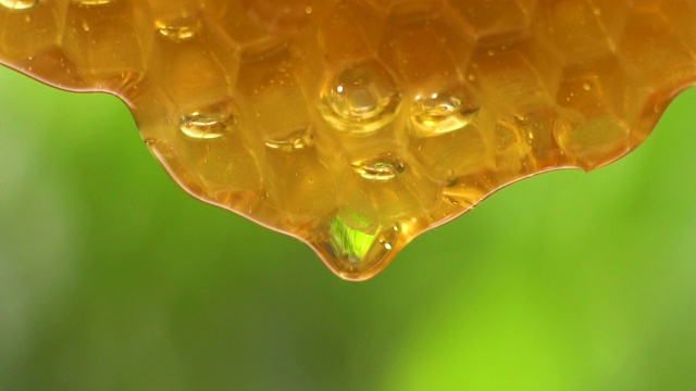 (慢镜头)蜂蜜从蜂巢中流出视频素材