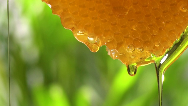 (慢镜头)蜂蜜从蜂巢流出，复制空间视频素材