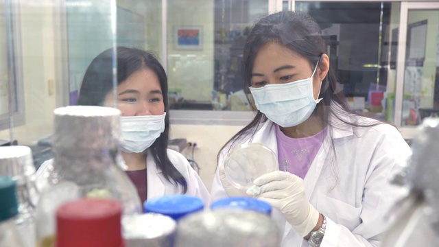 两名科学家在实验室观察琼脂平板上的细菌，概念科学与技术，科学家在实验室工作视频下载