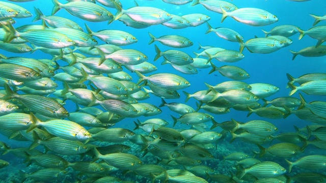 地中海海洋生物-一群在镜头附近游动的萨莱马鱼视频下载