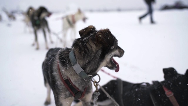 慢镜头:雪橇狗在阿拉斯加下雪时的特写，费尔班克斯，阿拉斯加视频素材