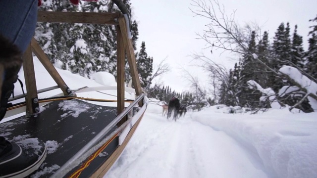 慢动作:低镜头阿拉斯加狗雪橇刀片撞雪狗跑，费尔班克斯，阿拉斯加视频下载