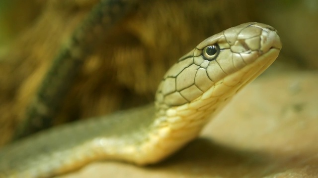 有着浅条纹皮肤的威严的毒蛇。美丽的单眼镜王眼镜蛇在岩石上的饲养笼视频素材