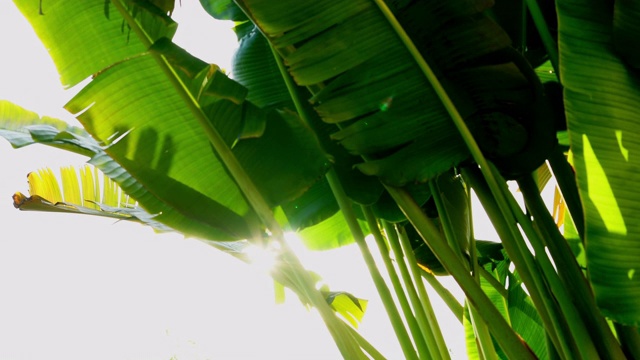 农场里的绿香蕉叶子和阳光视频素材