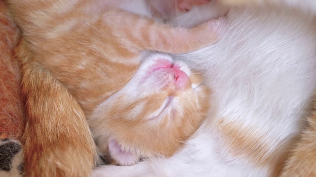 新出生的虎斑猫宝宝和她的妈妈和兄弟们一起躺在窝里，闭着眼睛，非常可爱，4k电影，慢镜头。视频素材