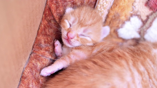 新出生的虎斑猫宝宝和她的妈妈和兄弟们一起躺在窝里，闭着眼睛，非常可爱，4k电影，慢镜头。视频素材