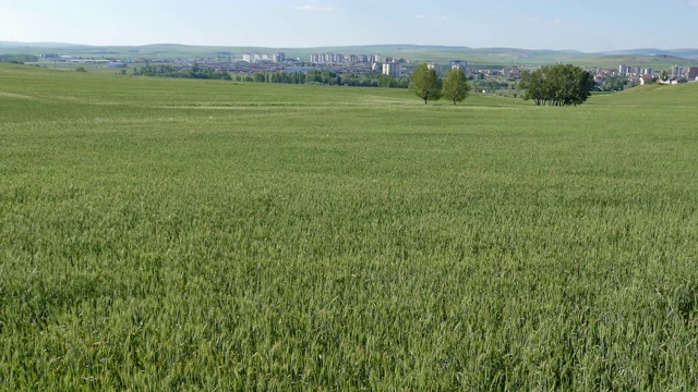 在城市周围的农田种植小麦，小麦种植在大陆性气候，视频下载