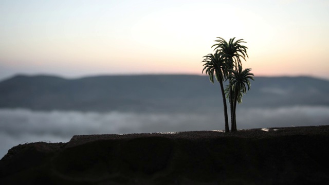 热带椰子树在日落天空自然背景。日落时海滩上椰子树的剪影。有选择性的重点视频素材