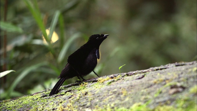 在巴布亚新几内亚，一只雄性极乐鸟正在呼唤配偶视频素材