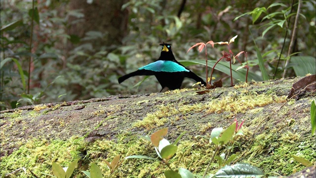 在巴布亚新几内亚，一只雄性极乐鸟正在呼唤配偶视频素材