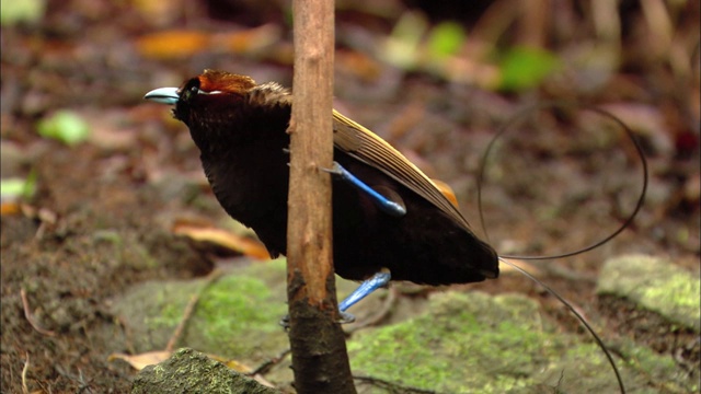 巴布亚新几内亚的极乐鸟和它的尾巴视频素材