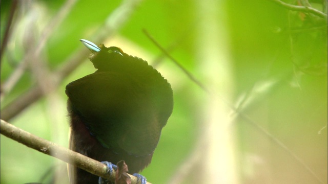 巴布亚新几内亚树上的极乐鸟视频素材