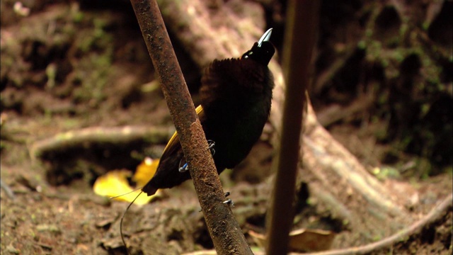 巴布亚新几内亚的雄性华丽极乐鸟和它的尾巴视频素材