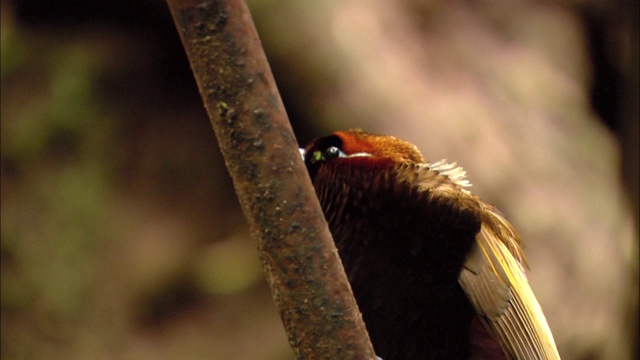 巴布亚新几内亚，一只雄鸟极乐鸟视频素材