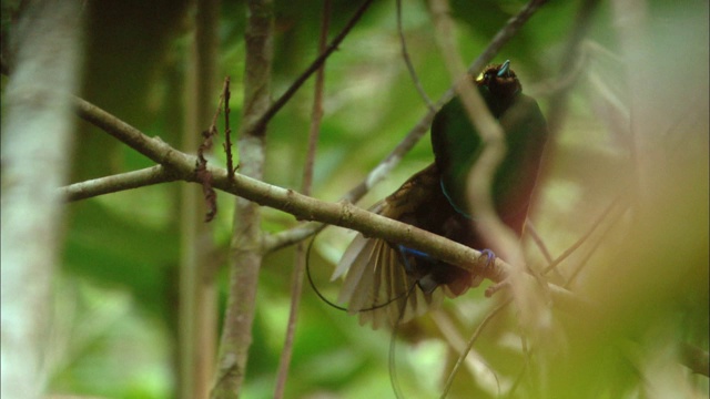 巴布亚新几内亚树上的极乐鸟视频素材