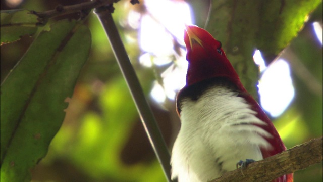 巴布亚新几内亚的一只雄性极乐鸟在呼唤配偶视频素材