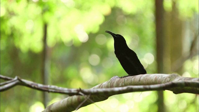 巴布亚新几内亚的一只雄鸟在呼唤配偶视频素材