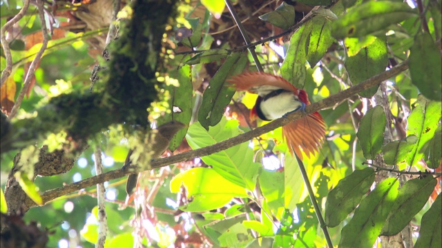 巴布亚新几内亚雄性极乐鸟吸引雌性视频素材