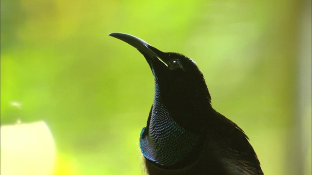 巴布亚新几内亚雄性极乐鸟吸引雌性视频素材
