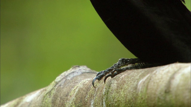 巴布亚新几内亚壮观的来福鸟脚视频素材