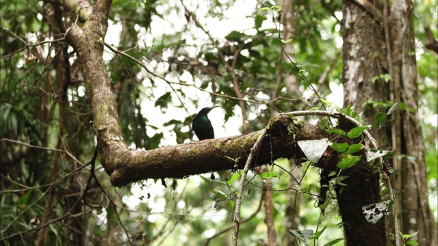 巴布亚新几内亚，一只美丽的来福鸟在树上视频素材