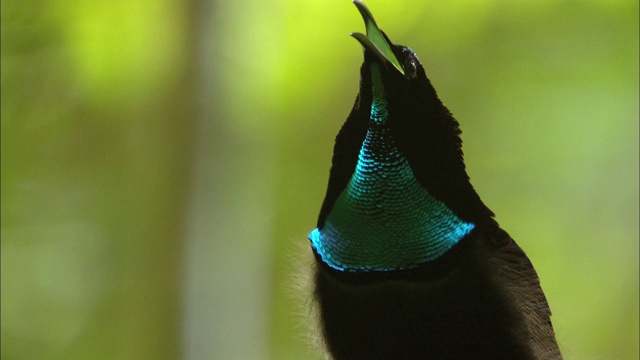 巴布亚新几内亚的一只雄鸟在呼唤配偶视频素材