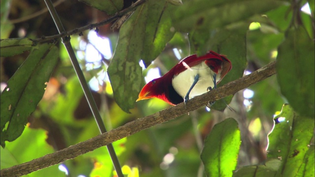天堂鸟王在巴布亚新几内亚排便视频素材
