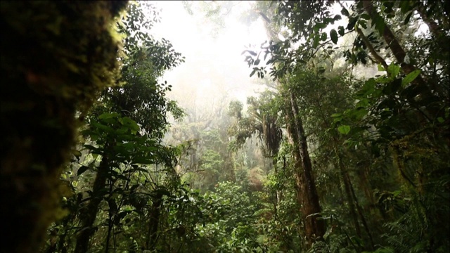 巴布亚新几内亚的热带雨林视频下载
