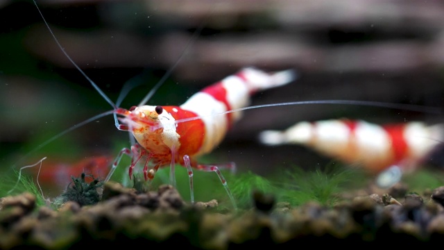 红蜂矮虾在淡水水族箱中以虾类为食视频下载
