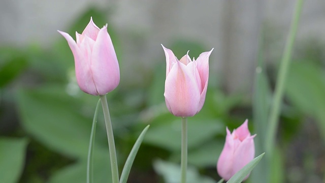 春天盛开的粉红色郁金香。视频素材