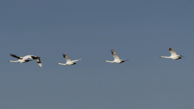 在日本北海道飞翔的大天鹅群。视频下载