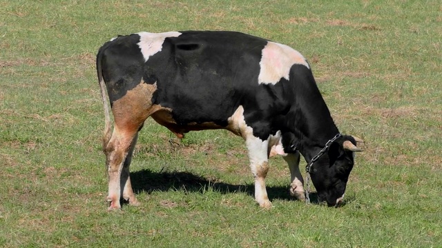 黑色带白色斑点的母牛在田野上吃草。视频素材