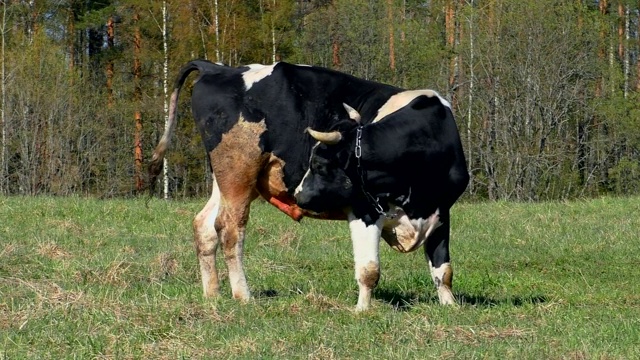 黑色带白色斑点的母牛在田野上吃草。视频素材