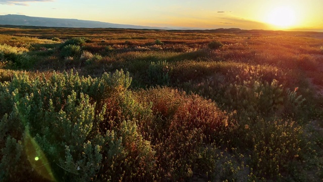 微风吹过灌木丛和草在一个高沙漠景观在西科罗拉多州日落视频下载