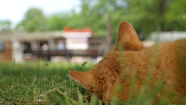 无家可归的红猫躺在绿色的草地上，看着在前景中失去焦点的路人。猫后视图。4 k见视频素材