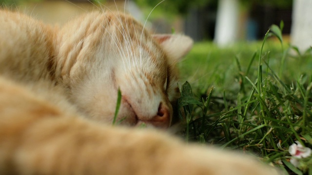 无家可归的红猫躺在草地上睡觉，特写镜头。4 k的视频视频素材