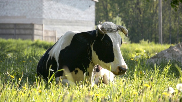 黑色和白色的奶牛正在休息和吃绿色的草视频下载