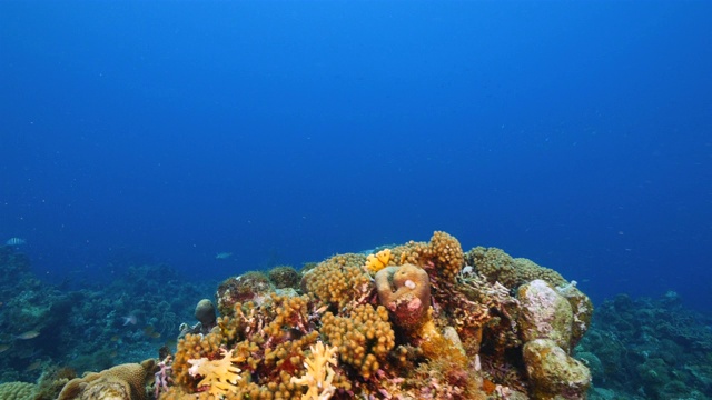 加勒比海库拉索岛周围的珊瑚礁中的红海龟视频素材